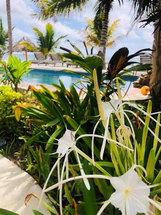 מאיה ביץ' Coral Cove Inn מראה חיצוני תמונה
