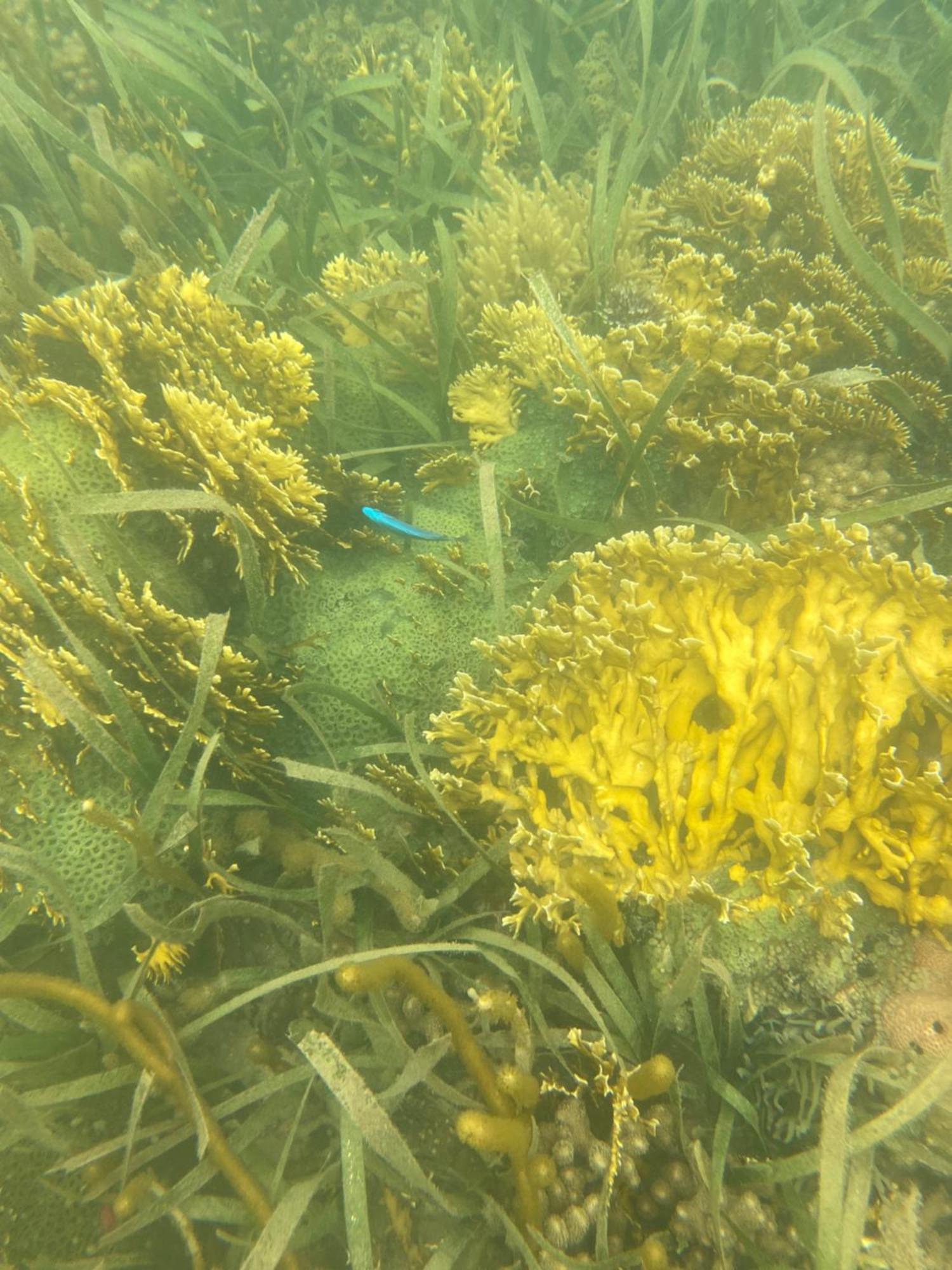 מאיה ביץ' Coral Cove Inn מראה חיצוני תמונה